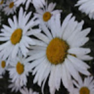 Meet your Posher, Abella